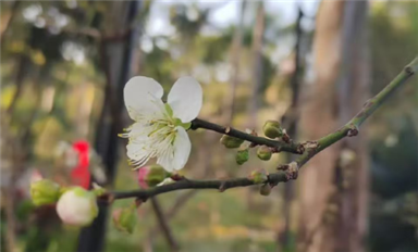 薩科微卿翠鳳：一切美好，都將如期而至